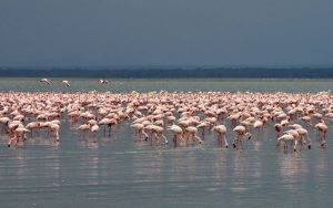 Lake Nakuru National Park, Kenya