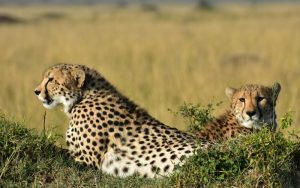 Maasai Mara National Reserve, Kenya