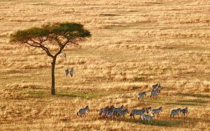 Serengeti National Reserve, Tanzania