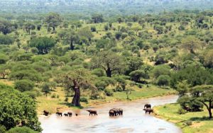 Tarangire National Park, Tanzania