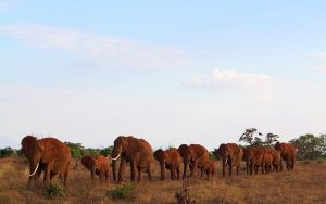 Tsavo East National Park, Kenya