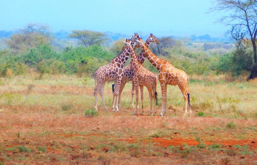 Days Meru National Park Safari X Private Tour