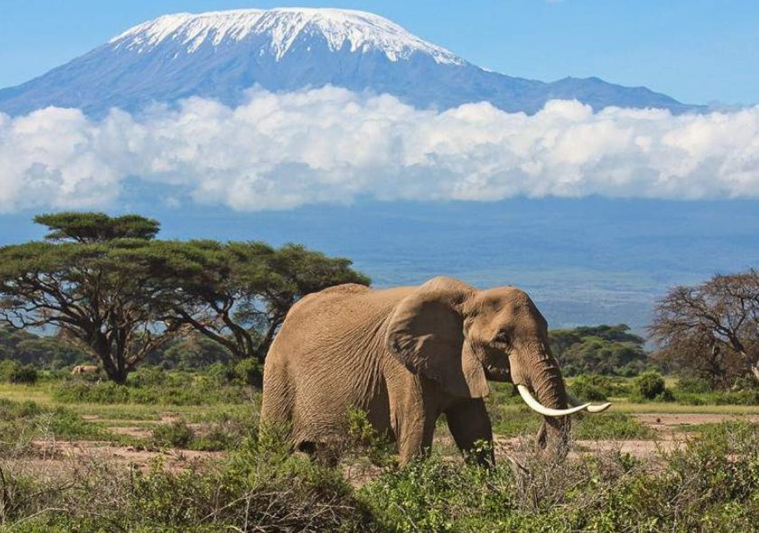 3 Days Amboseli Safari