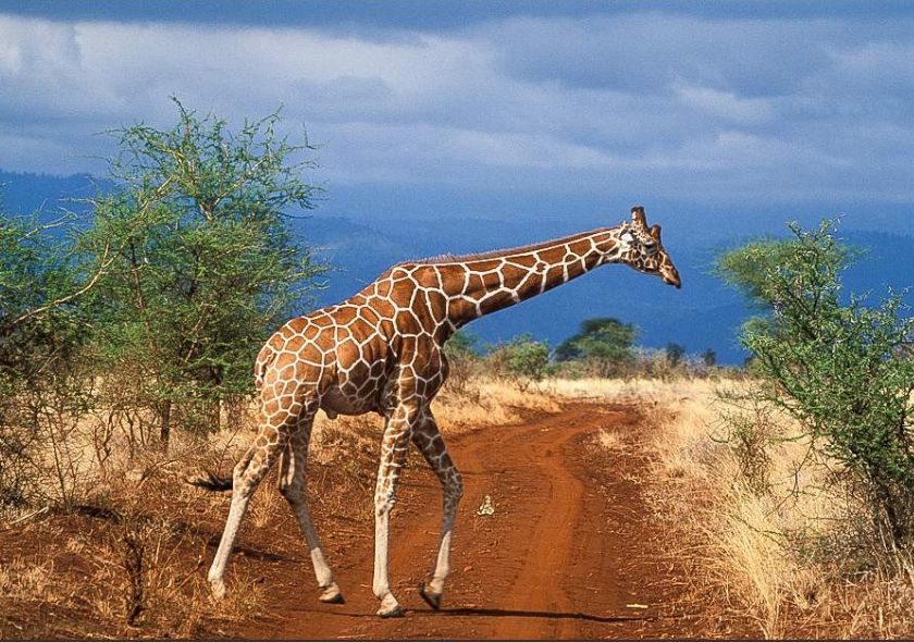 Meru National Park Safari