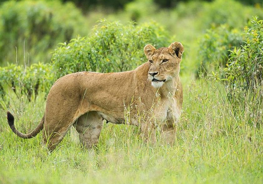 Ol Pejeta Conservancy Day Trip - Lion Tracking