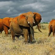 Tsavo East Safari