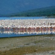 Lake Bogoria Safari