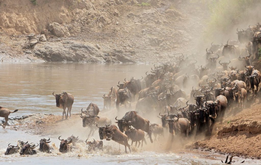 Wildebeest Migration Safari Guide