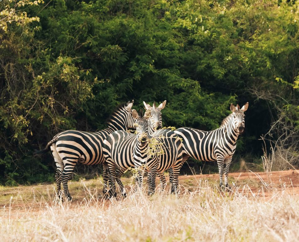 Destination Rwanda Rwanda Game Drive