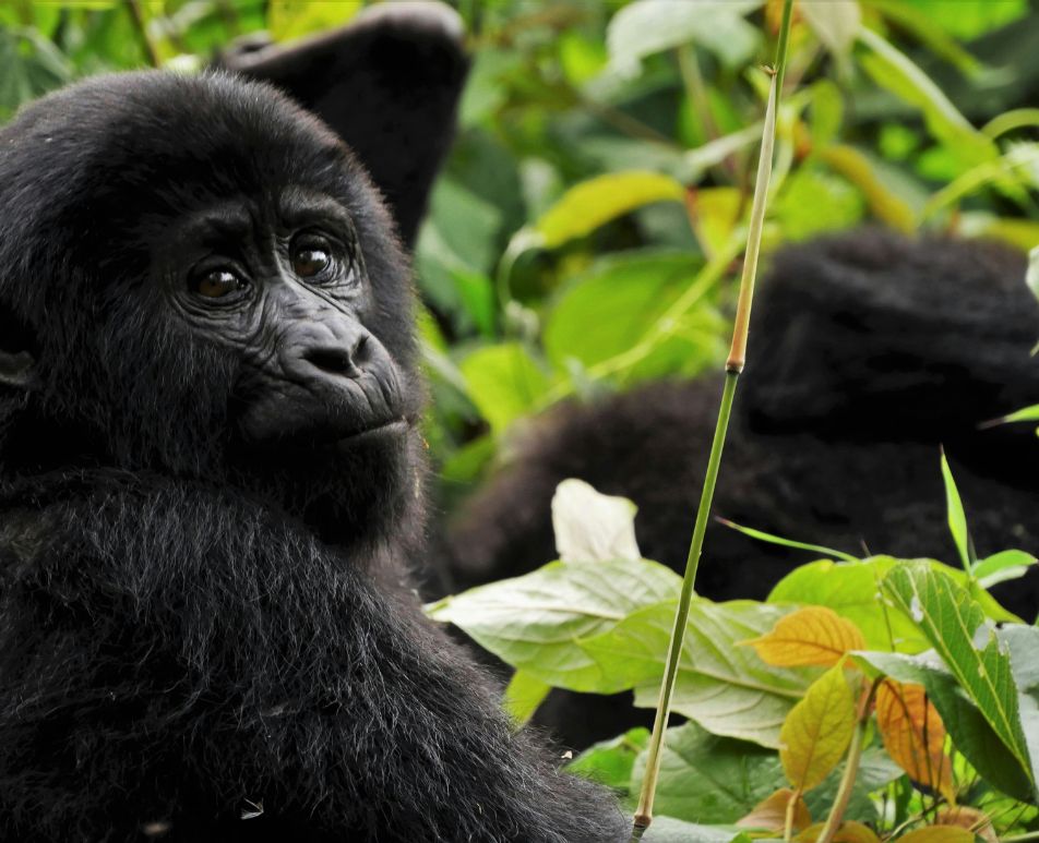 Destination Uganda Chimpanzee at Bwindi