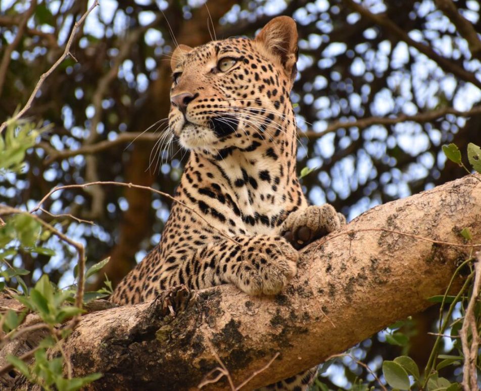 Destination Uganda Game drives in Uganda