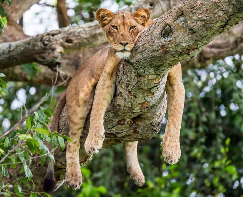 Destination Uganda Game drives in Uganda