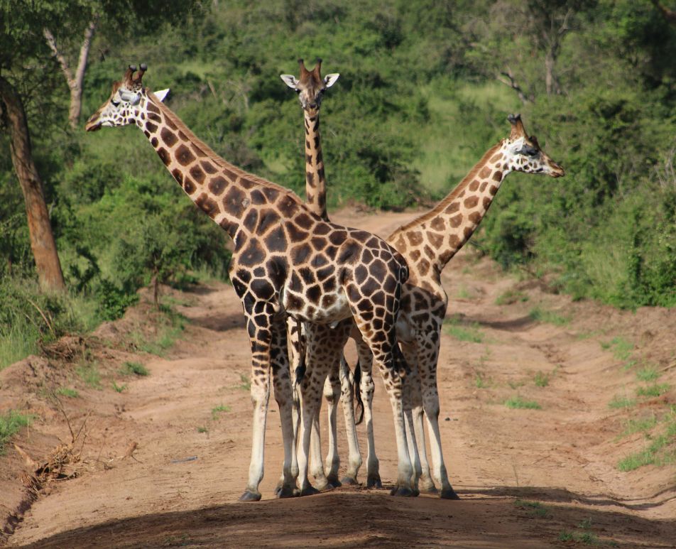 Destination Uganda  Masai Giraffe at Queen Elizabeth