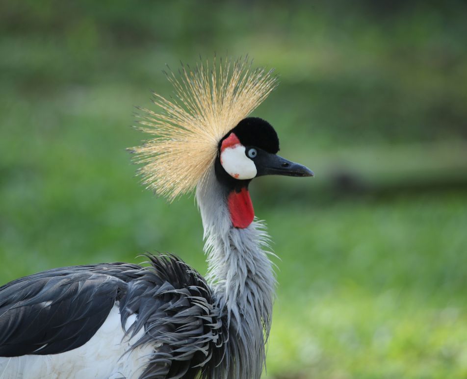 Destination Uganda Uganda National Bird