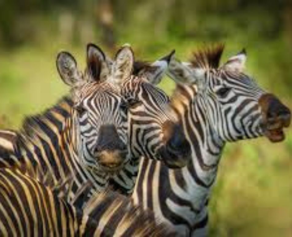 Destination Uganda | Uganda wildlife
