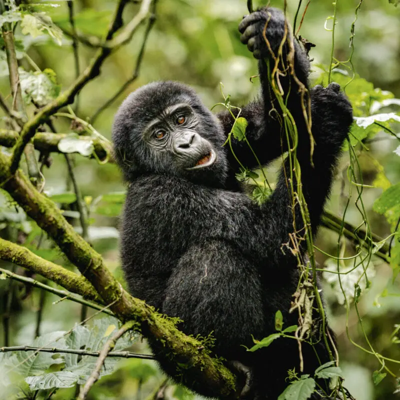 Uganda Safaris