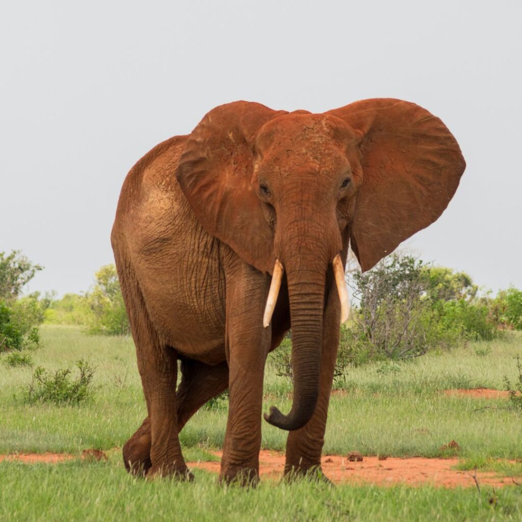 5 days Kenya Safari Tsavo East red skinned elephants