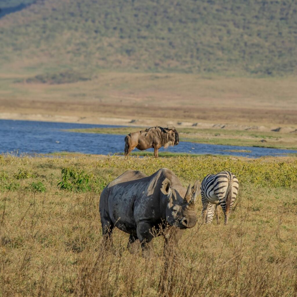 Ngorongoro & Serengeti Safari  (1)
