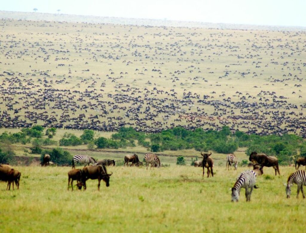 Guide to the Great Wildebeest Migration
