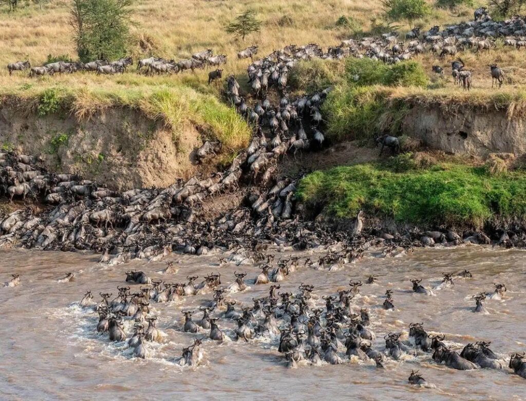 Guide to the Great Wildebeest Migration