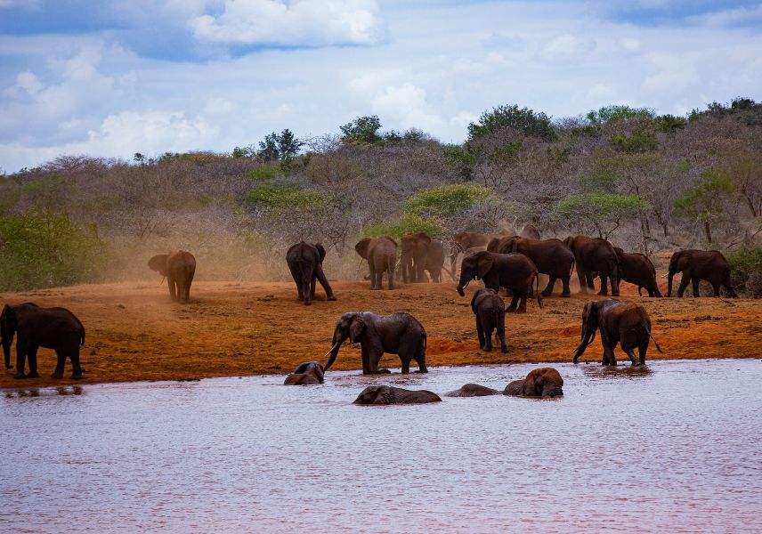 Tsavo and Amboseli Safari