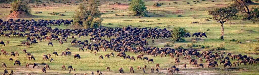 Guide to the Great Wildebeest Migration