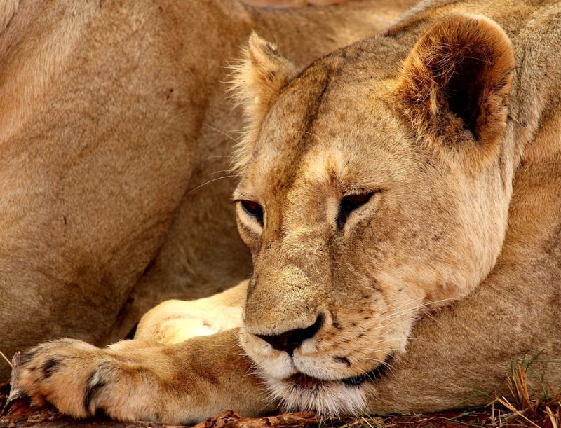 4 Days Kenya Safari, Explore Tsavo East, Amboseli, Tsavo West