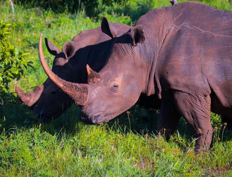 Aberdare, Ol Pejeta, and Meru National Park Safari