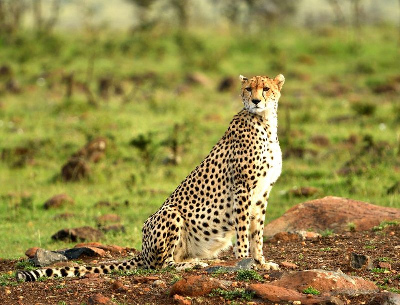 Maasai Mara Safari | Private Luxury Kenya Safari