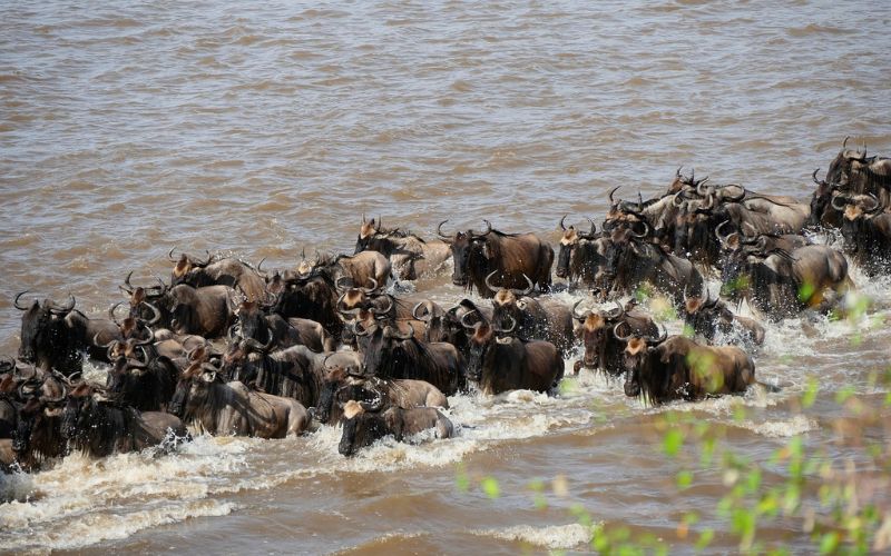 Wildebeest Migration In Masai Mara