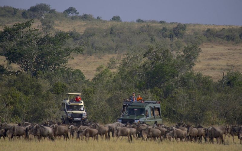 Wildebeest Migration In Masai Mara