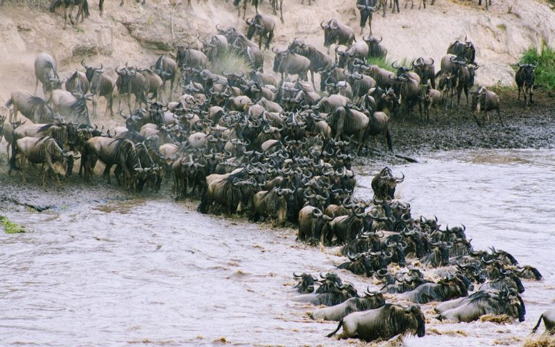 Wildebeest Migration In Masai Mara