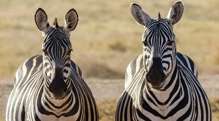 Zebras of Africa