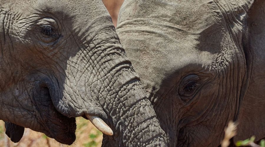 Elephants Africa Safari
