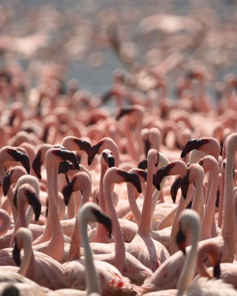 Lake Bogoria Safari