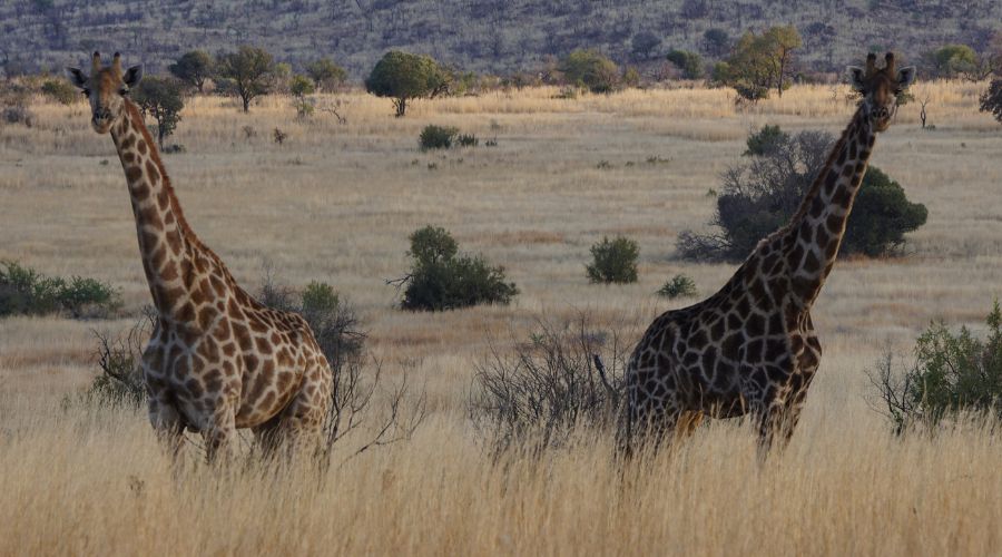 Masai Giraffe Africa Safari