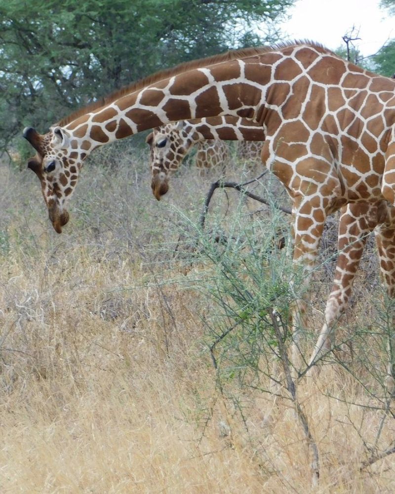Meru National Park Safari (5)