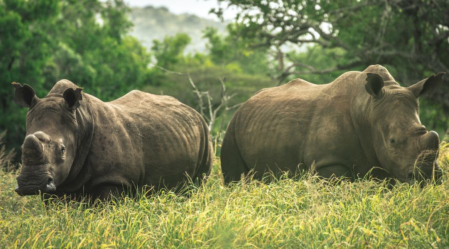 Rhinos Africa Safari