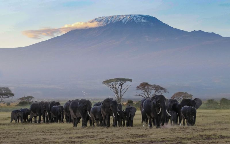 Amboseli Elephants
