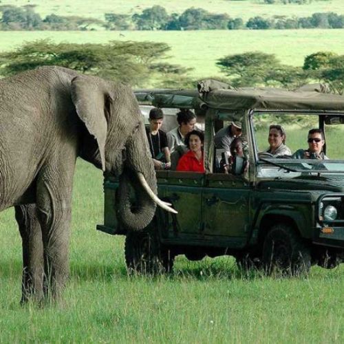 Kenya Safari