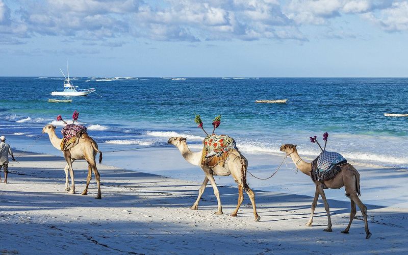 Kenya: The Ultimate Safari and Beach Escape