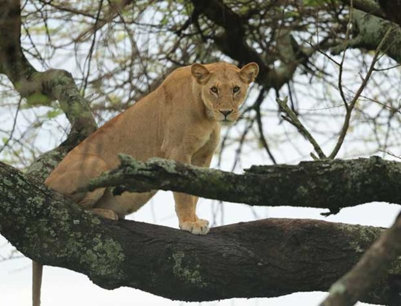 Lake Manyara National Park