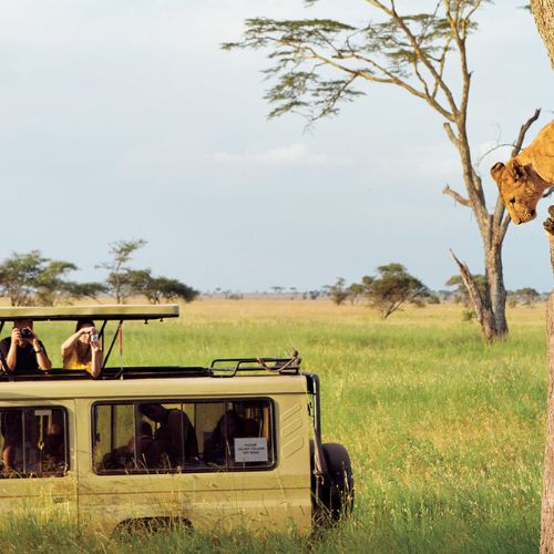 Tanzania Safari