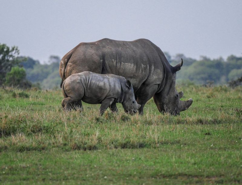 Ol Pejeta Safari