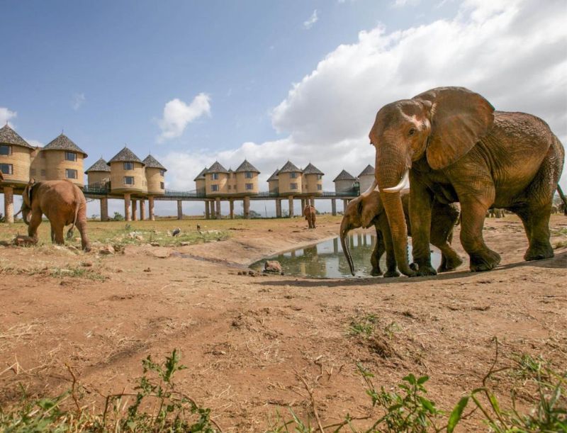 Salt Lick Lodge Safari
