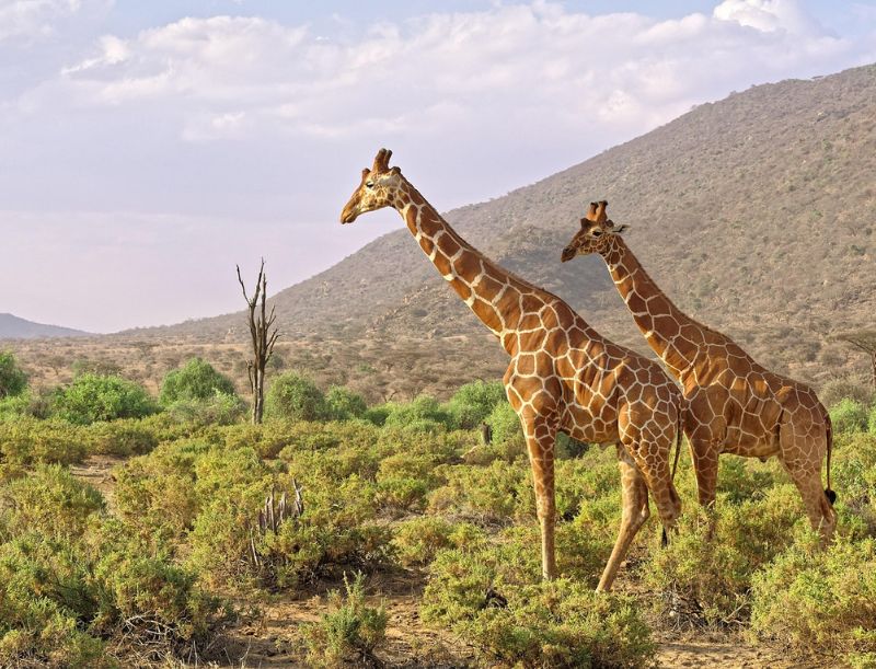 Samburu Safari
