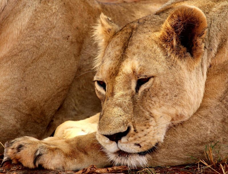 Tsavo East National Park Safari