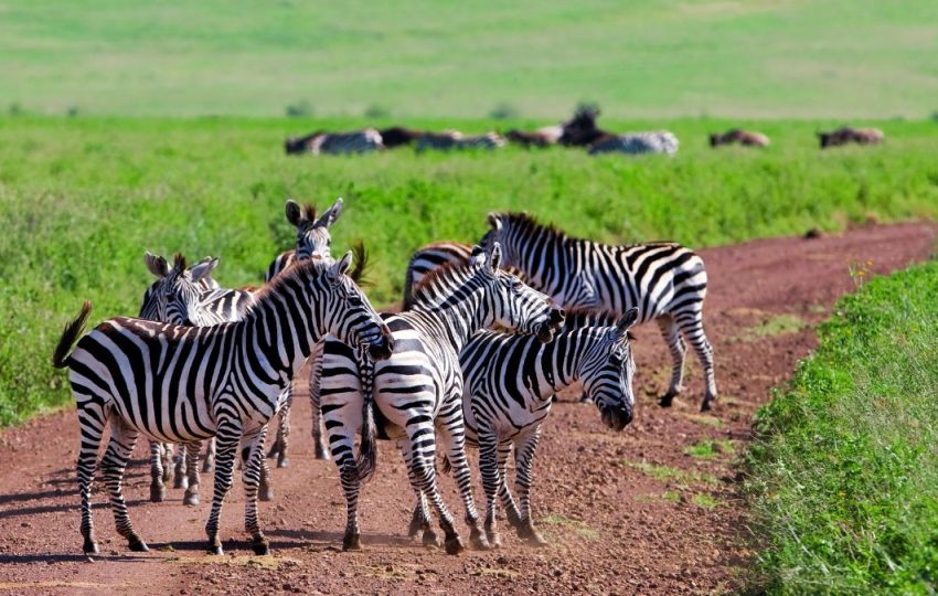 12 Days Best of Kenya and Tanzania Safari