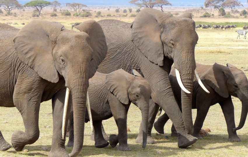 6 Days Kenya Tanzania African Safari Amboseli Jumbos