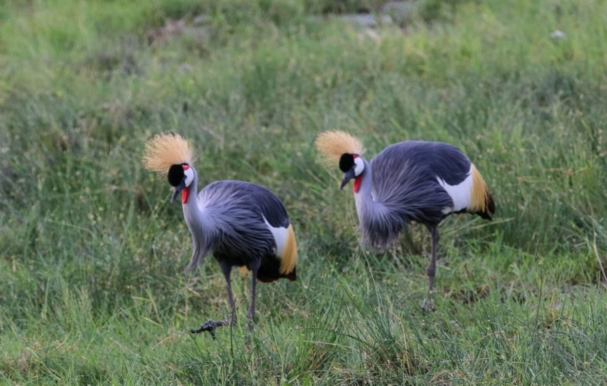 6 Days Kenya Tanzania African Safari Crested Crowns